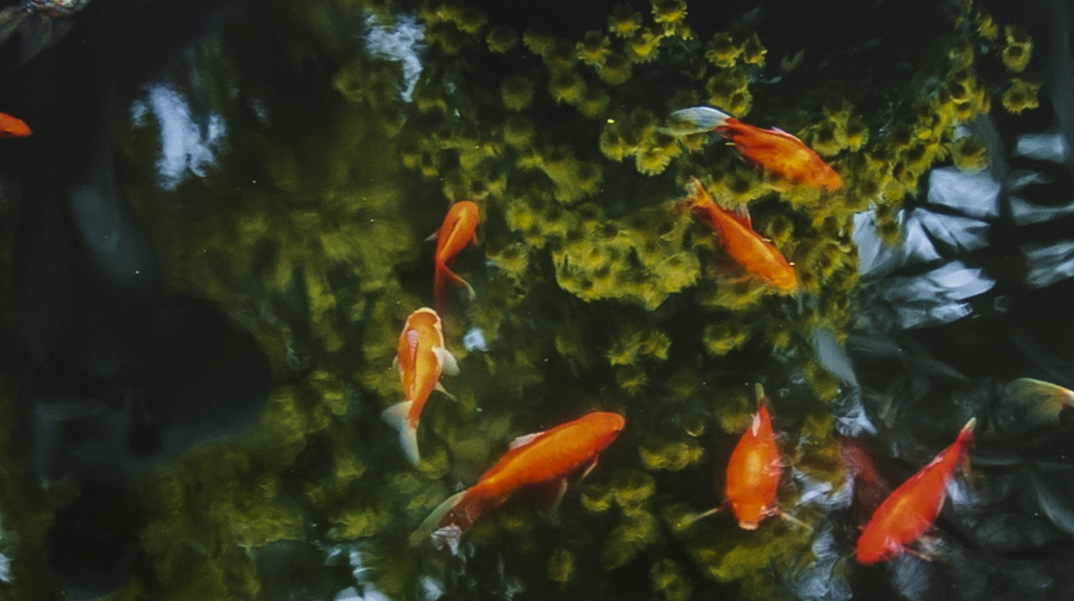 Six goldfish swim around a plant, as the sky reflects in the water.